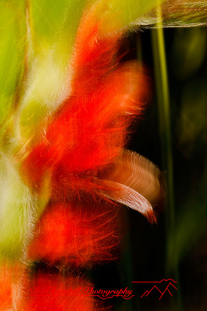 florida-flowers-2011-51