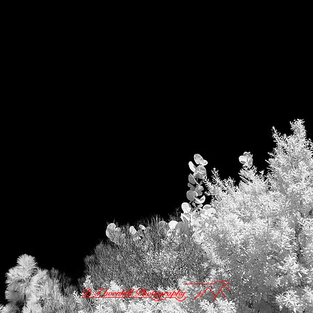 florida-2014-infrared-007