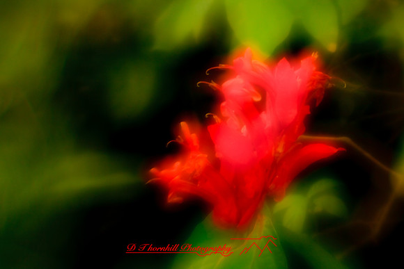 florida-2010-flowers_24