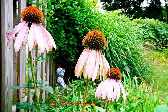 assorted_images-2007-39
