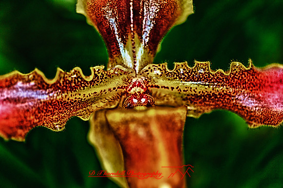 florida-flowers-2011-39-nik_HDR