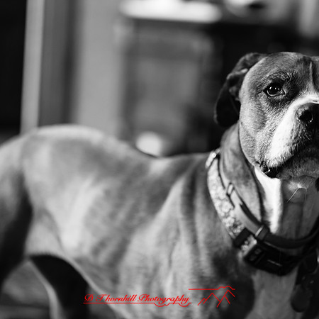 galesburg-images-2018-002