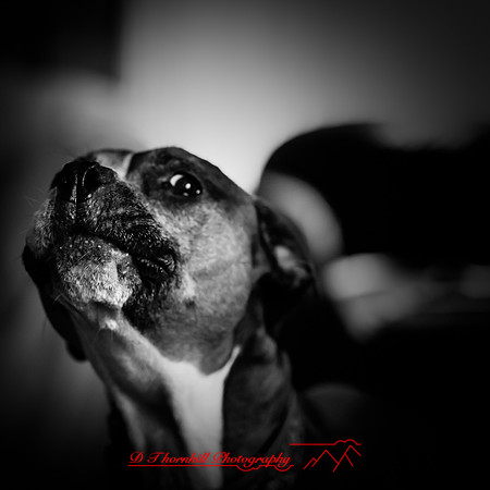 galesburg-images-2018-001-n-l-as