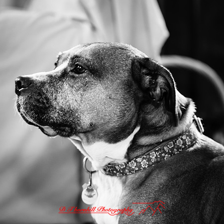 galesburg-images-2018-011