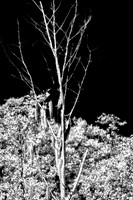 florida-infrared-images-2011_7-1_HDR