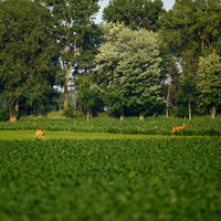 shaiawasses-may-2013-01