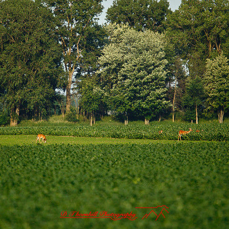 shaiawasses-may-2013-01