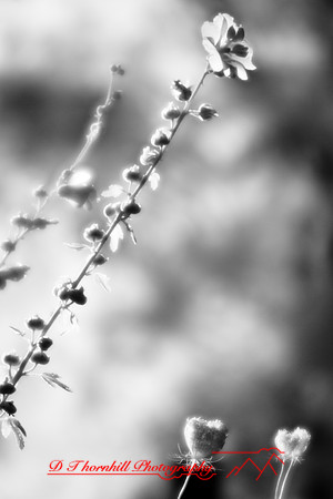 infrared-2008_034