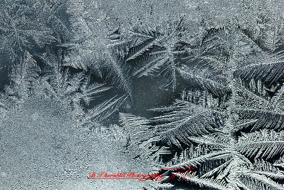 assorted_images-2011-181