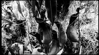 florida-march-2016-iphone-selby-gardens-009