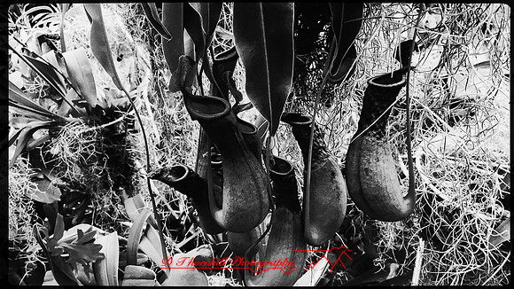 florida-march-2016-iphone-selby-gardens-009