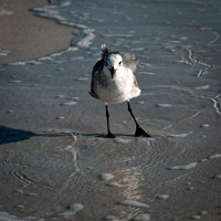 FL-March 2018-90_DxO