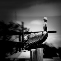 FL-March 2018-99-n-l-as_DxO