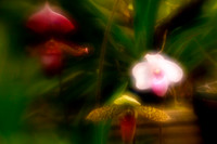 florida-2010-flowers_17