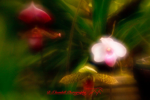 florida-2010-flowers_17