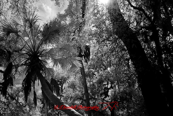 florida-2008-nature-infrared_49.jpg