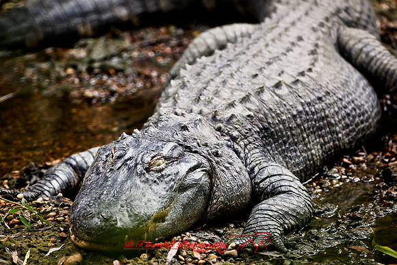 saginaw-zoo-2011-10