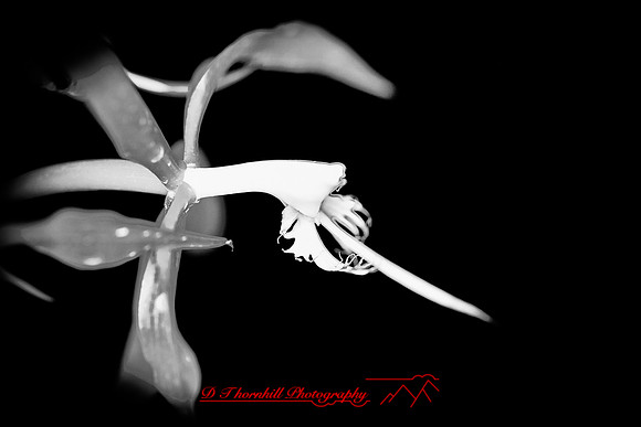 florida-flowers-2011-29-nik