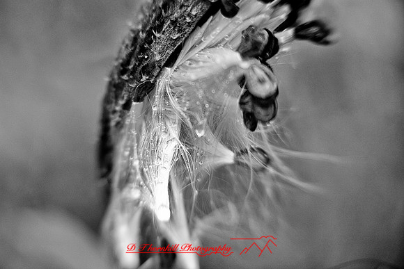 shiawassee-oct-2010_09