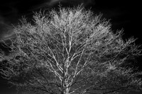 infrared-2018-random-10-n-l-as