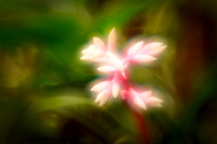 florida-2010-flowers_04