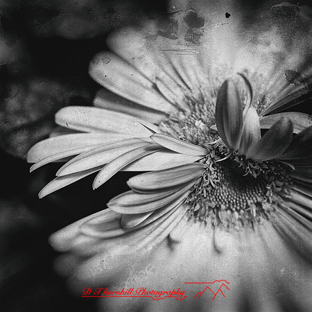 flowers-2018-1-n-l-as