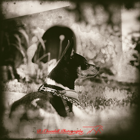 oriole-2018-006-n-l-as