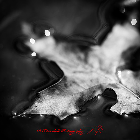 shiawassee assorted 2018-008