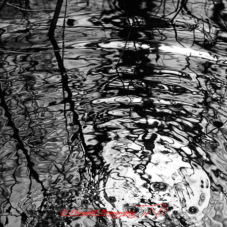 shiawassee assorted 2018-007