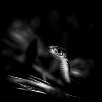 shiawassee assorted 2018-003