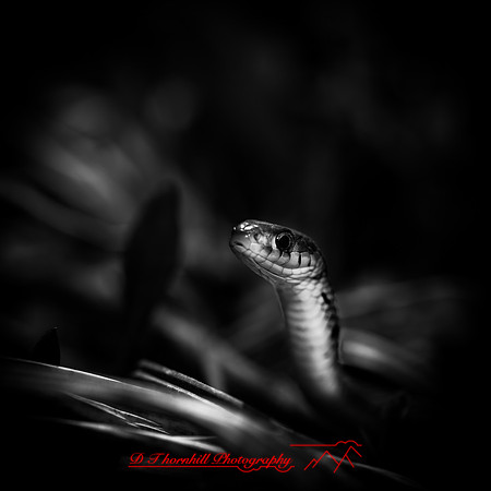 shiawassee assorted 2018-003