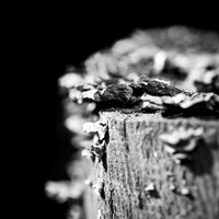 shiawassee assorted 2018-004