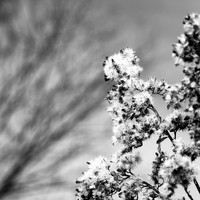 shiawassee assorted 2018-002