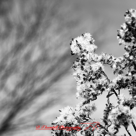 shiawassee assorted 2018-002