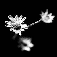 shiawassee assorted 2018-001