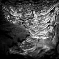 shiawassee assorted 2018-005