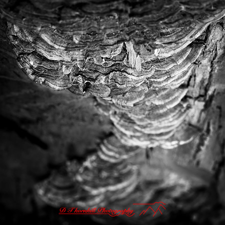 shiawassee assorted 2018-005