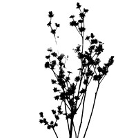 shiawassee assorted 2018-012-n-l-as