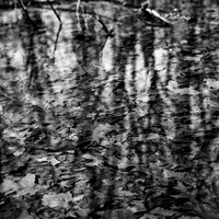 shiawassee assorted 2018-014