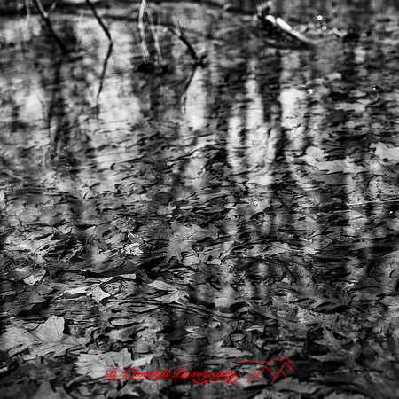 shiawassee assorted 2018-014