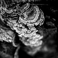 shiawassee assorted 2018-013