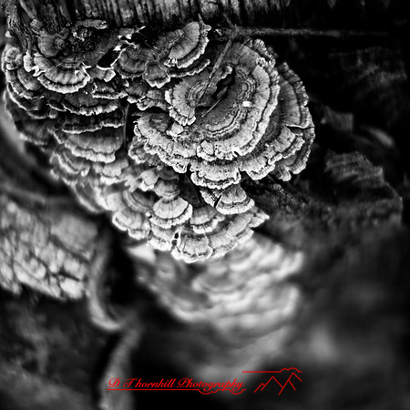 shiawassee assorted 2018-013