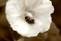 assorted-images-2006_005