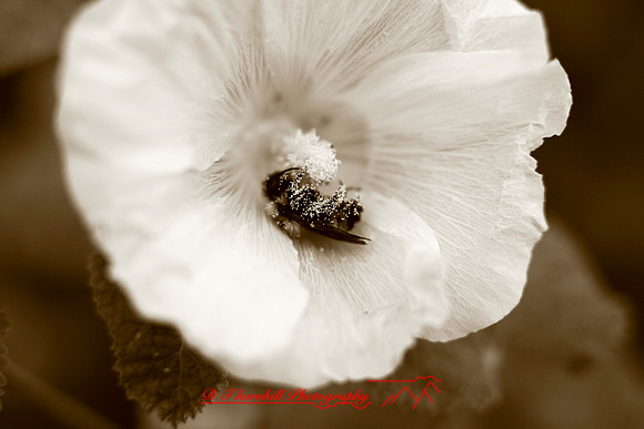 assorted-images-2006_005