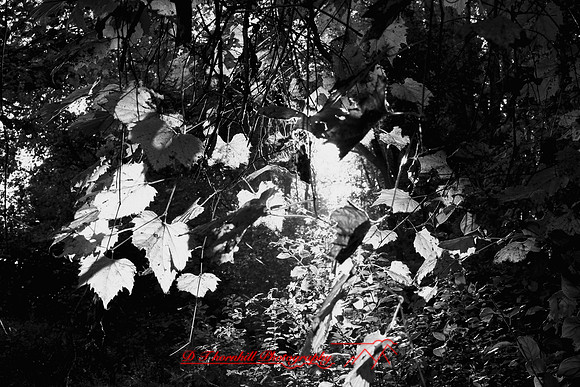 shiawasse-oct-2006_009