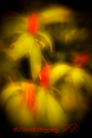 florida-2010-flowers_22