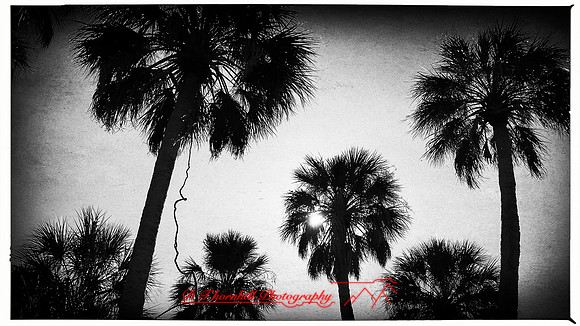 florida-march-2016-iphone-random-015