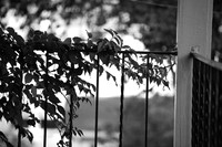 assorted-images-2006_029