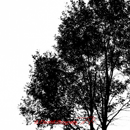 shiawassee assorted 2018-019-n-l-as