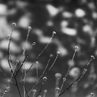 shiawassee assorted 2018-018-n-l-as